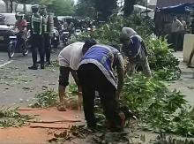 Dinas Lingkungan Hidup Kota Pekanbaru Selidiki Akar Pohon Terbakar Usai Timpa Mobil di Jalan Jenderal Sudirman